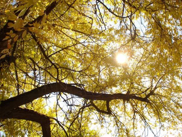 Trees In April