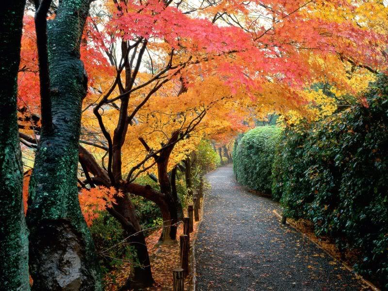 photo AutumnColorsKyotoJapan_zpsaa4d3bde.jpg