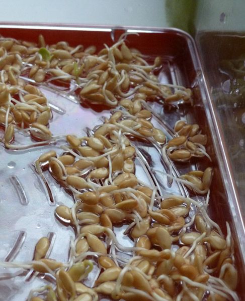 sproutedlinseeds_zpsd9032398.jpg