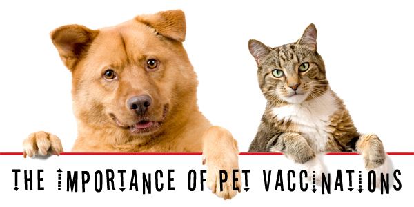 The Importance Of Pet Vaccinations