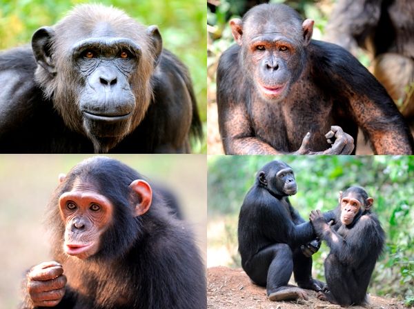 Sponsor A Chimpanzee Orphan