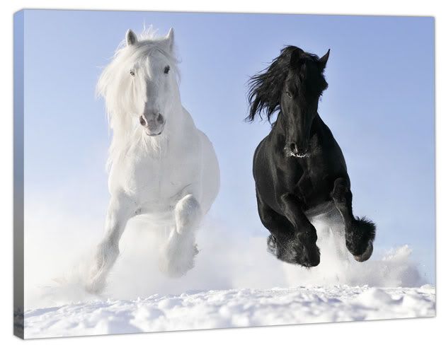 black and white pictures of horses. lack and white pictures of