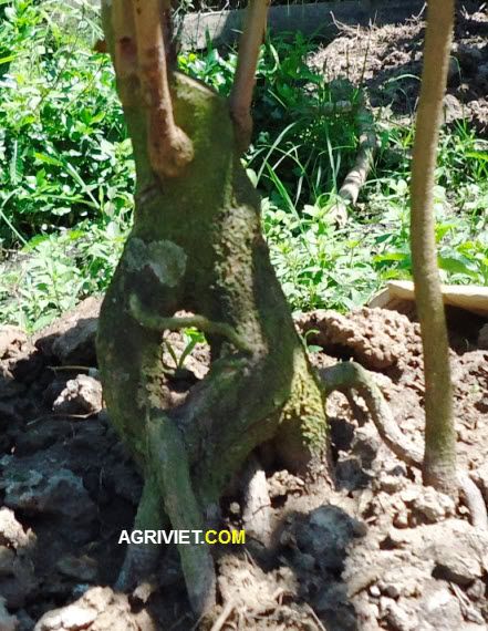 Mời chuyên gia vào tư vấn tên cho gốc mai dùm em!