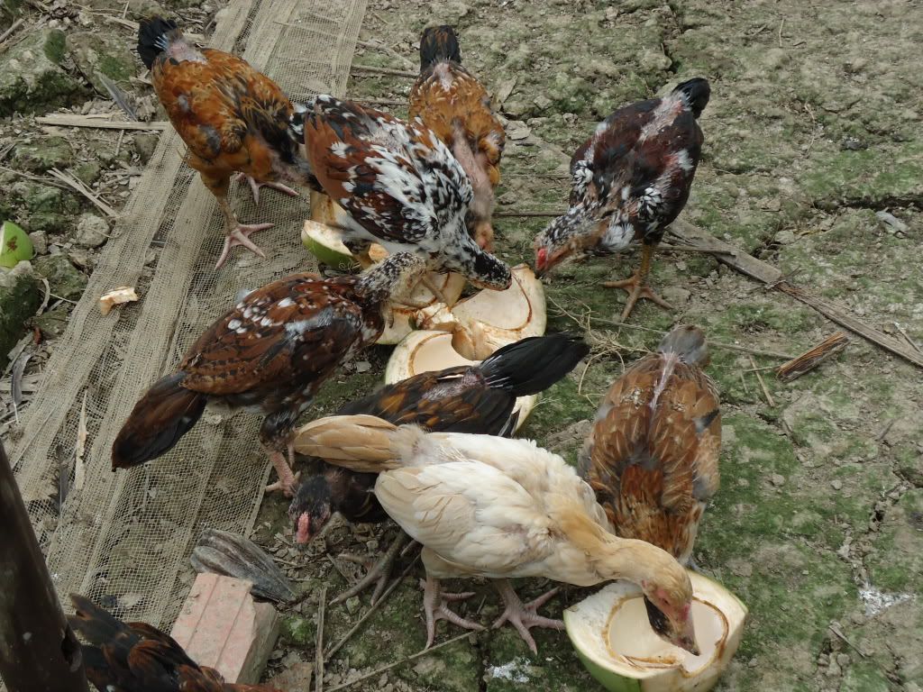 Nhật ký nuôi gà - Tập 2 -New