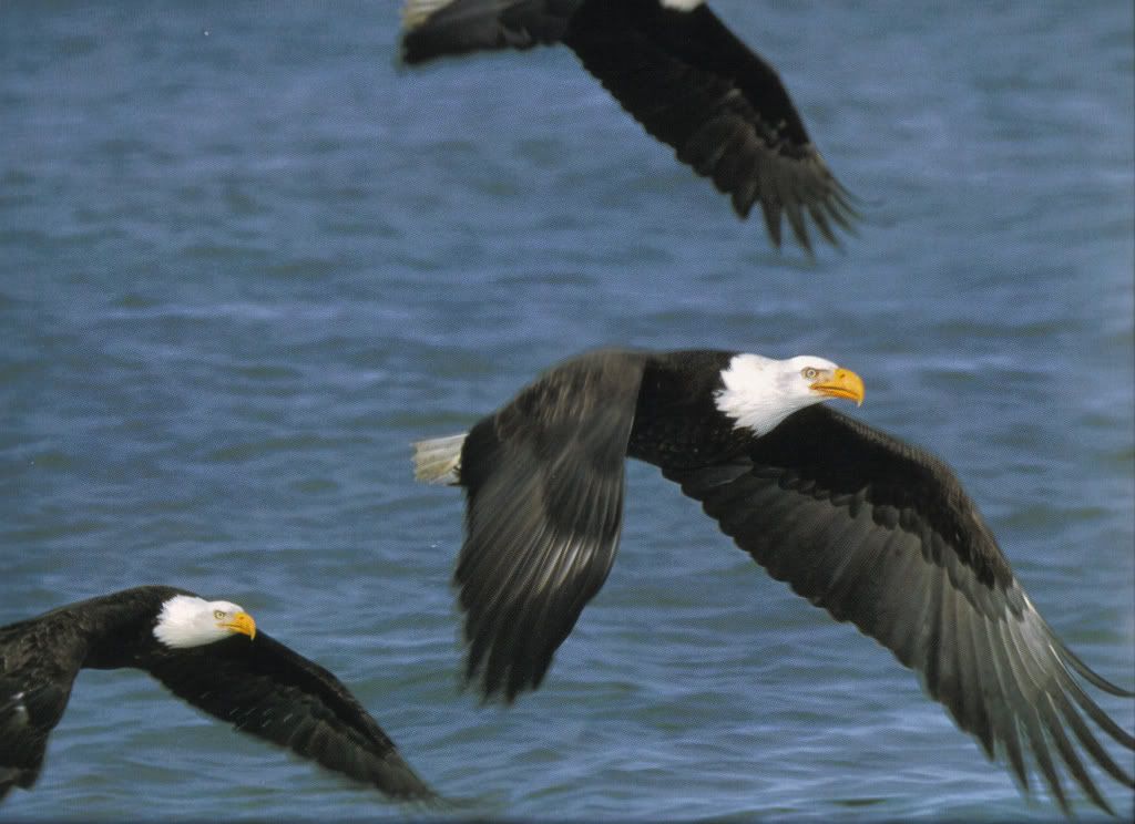 Eagles in Flight Pictures, Images and Photos