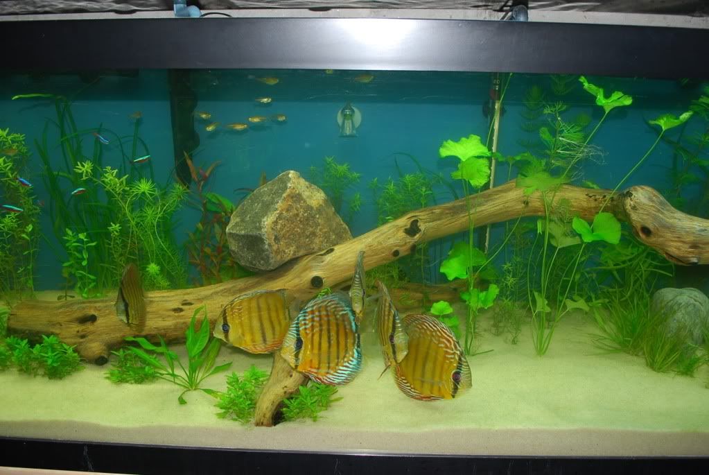 tank substrate planted tank