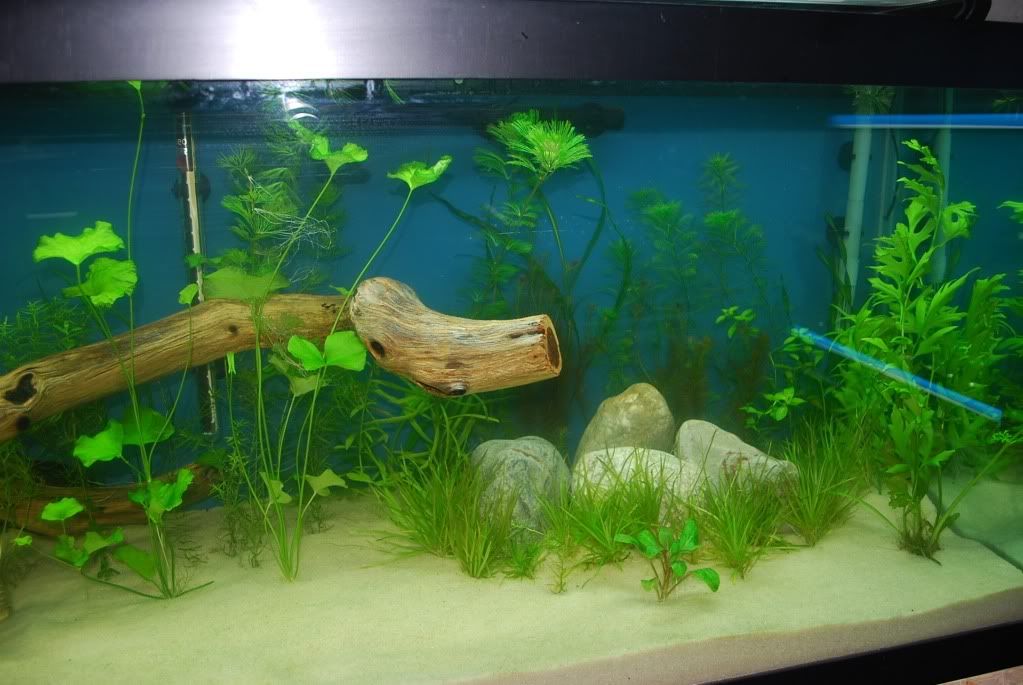 Tank Substrate. (planted tank)