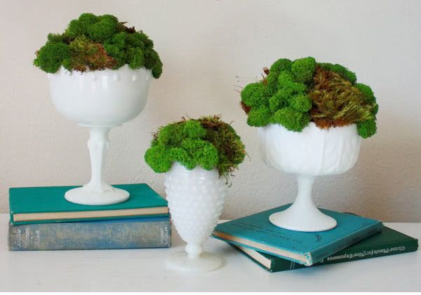 Moss Centerpieces