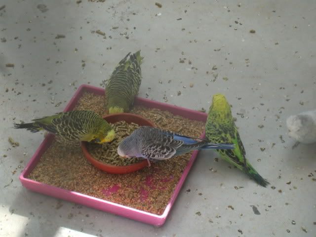 budgie diet