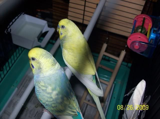 parakeets019.jpg