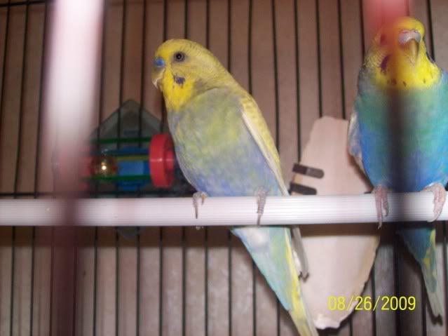 parakeets020.jpg