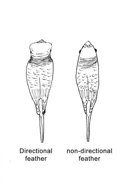 Directionalfeather_2.jpg