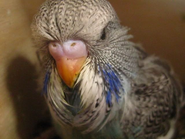 aviaryandbudgies033.jpg
