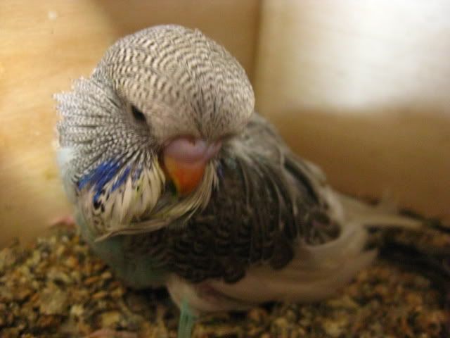 aviaryandbudgies035.jpg