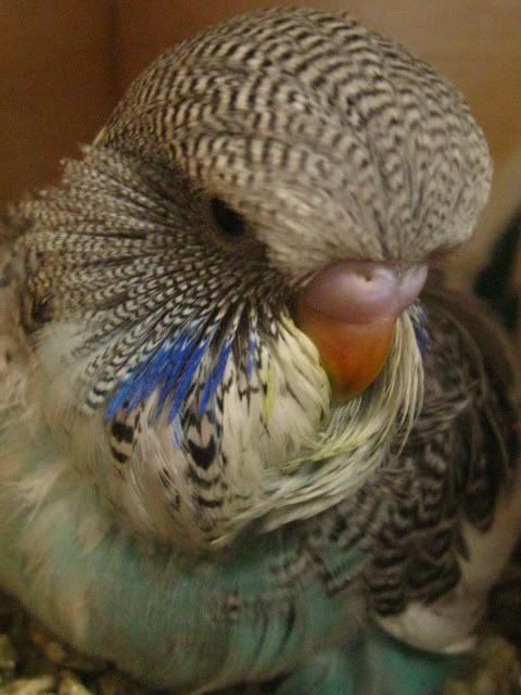 aviaryandbudgies037.jpg