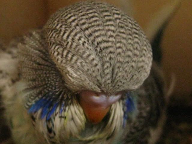 aviaryandbudgies038.jpg