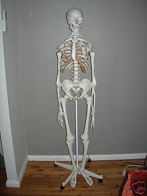 skeleton.jpg