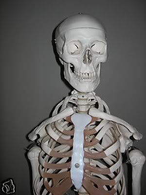 skeleton2.jpg