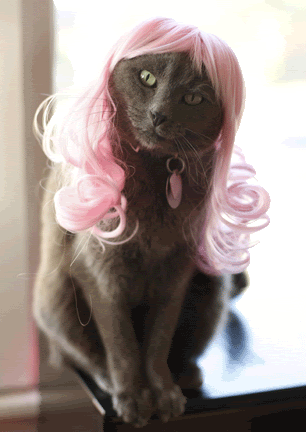 Wig kitty