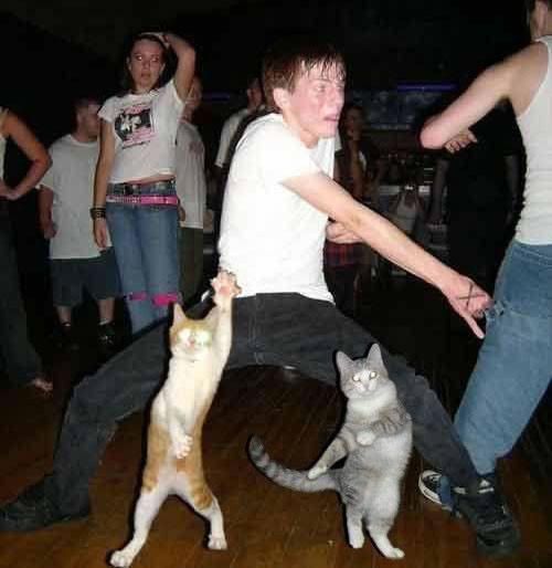 Dancing cats Pictures, Images and Photos