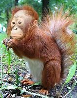 Orangusquirrel