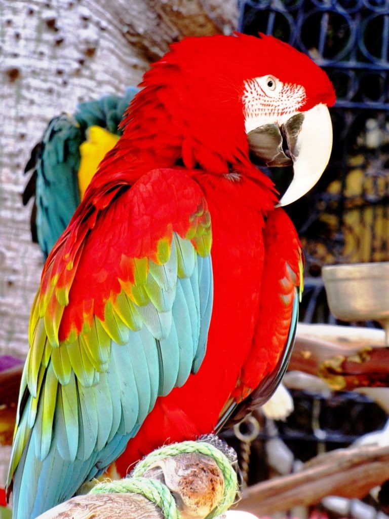 colorful parrots photo: parrot RedMacaw.jpg