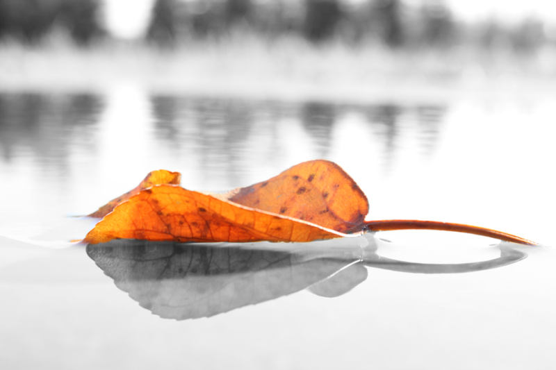 Color Splash Leaf Pictures, Images and Photos