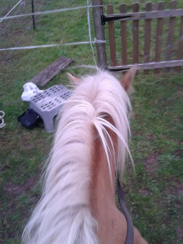 Which side does your horses mane fall on? Horse and Hound Forum