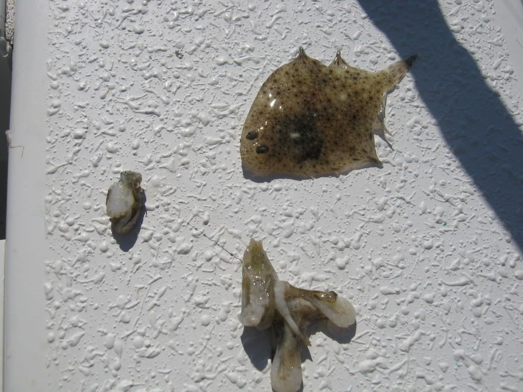 Got my first flounder today BASS BARN